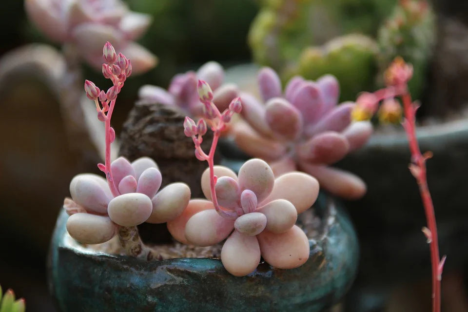 Anacampseros rufescens – Zonneroosje