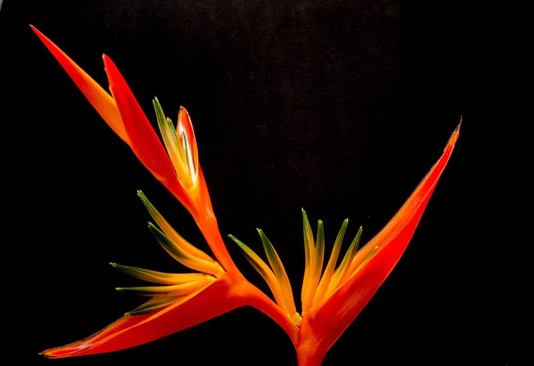 Strelitzia, Paradijsvogelplant