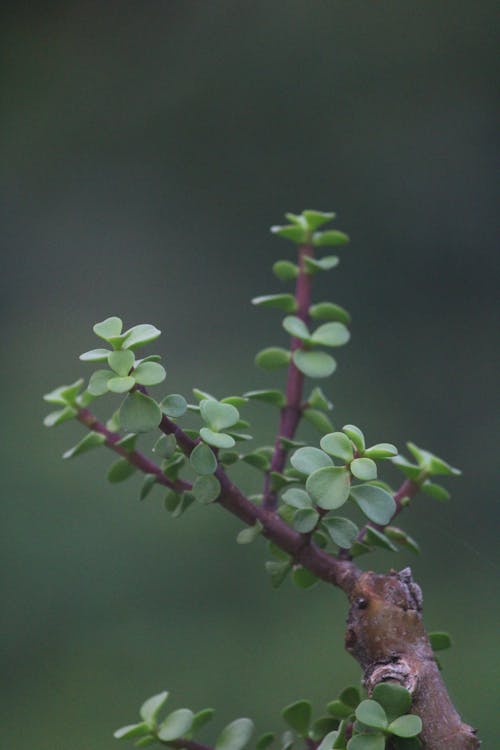 Portulacaria afra – Olifantenplant