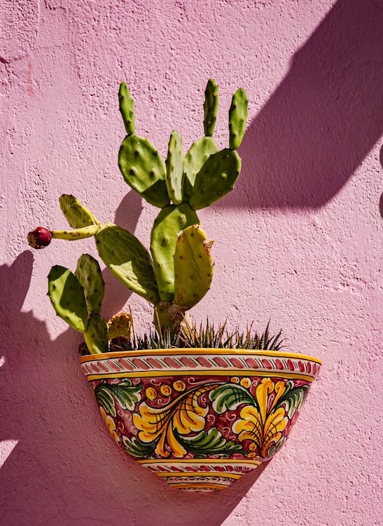 Consolea – Consolea cactus