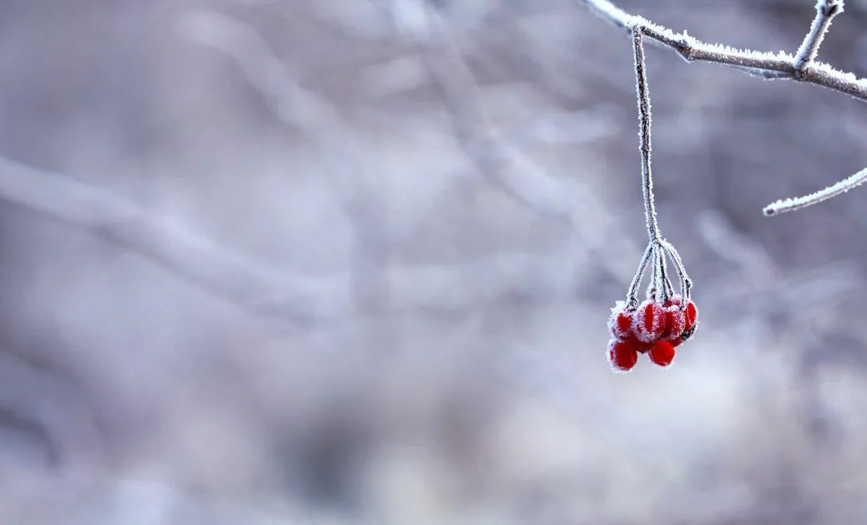 Winterharde Tuinplanten