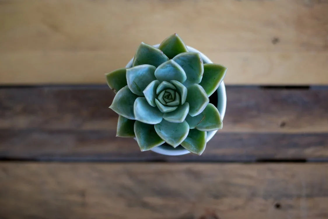 Vetplanten