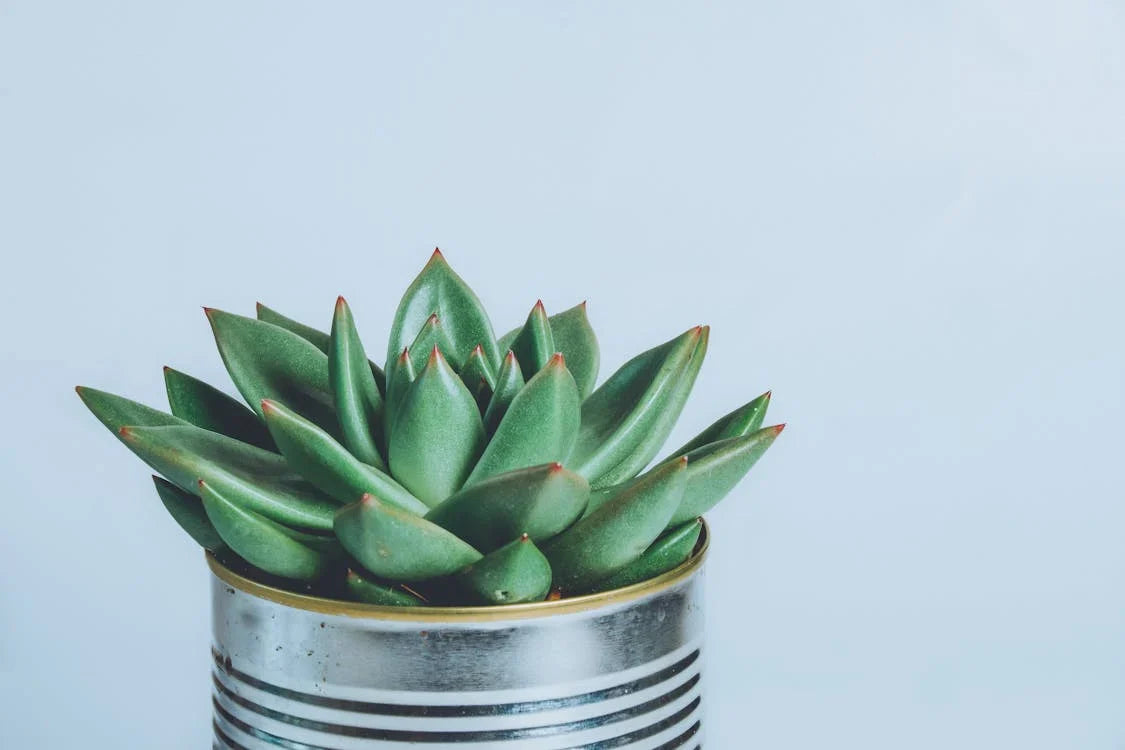 Echeveria agavoides – Valse agave echeveria