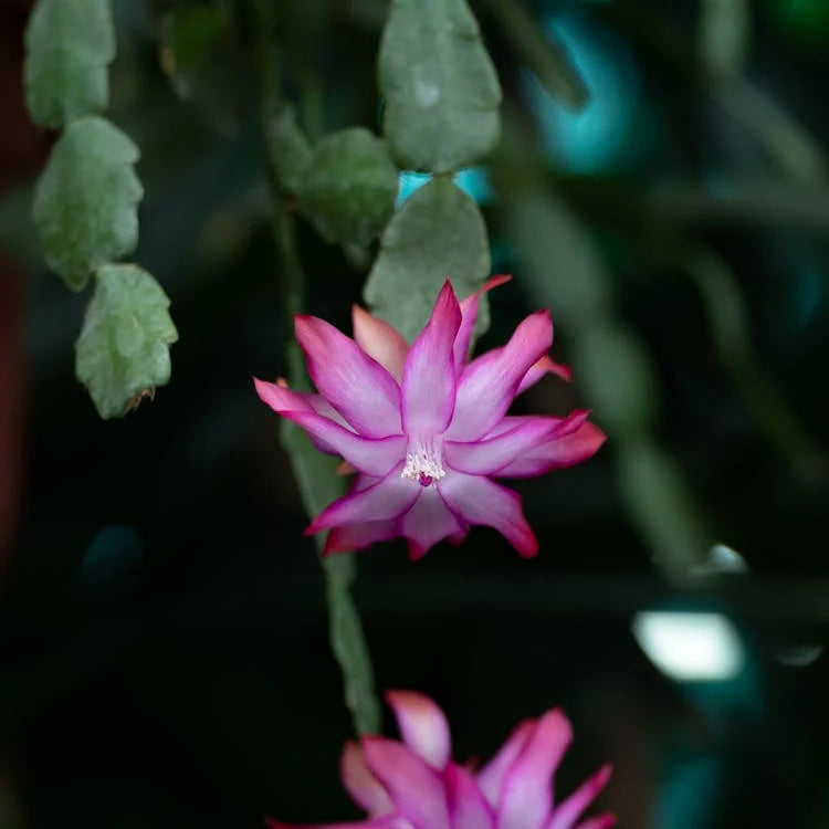 Schlumbergera (Kerstcactus)