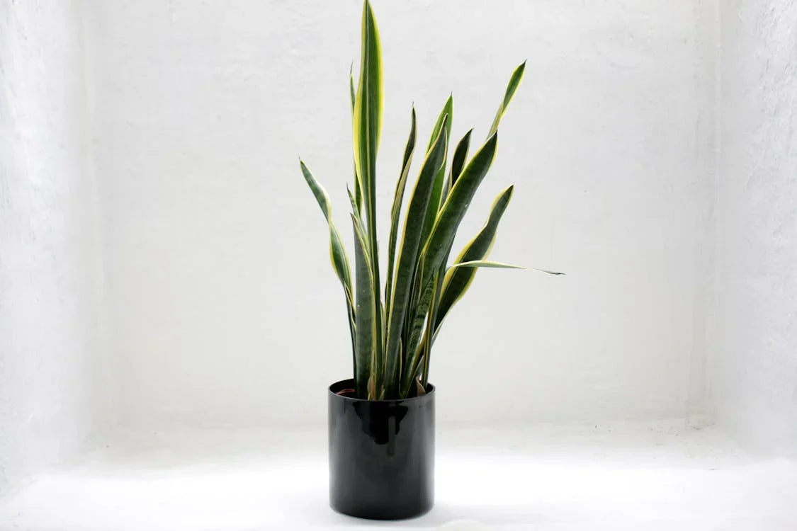 Sansevieria (Vrouwentong)