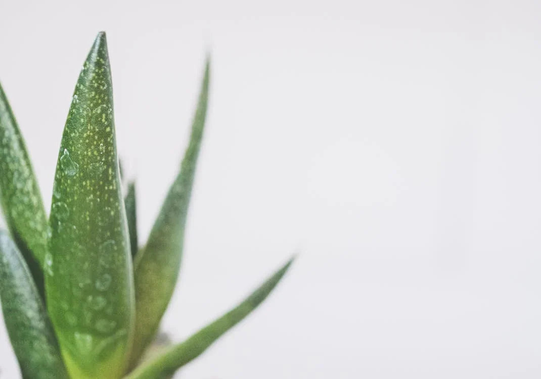 Aloe vera – Echte aloë