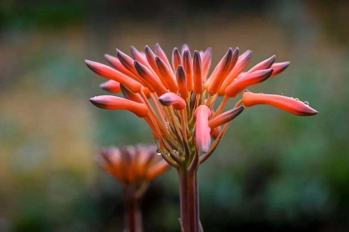 Aloe arborescens – Boom-aloë