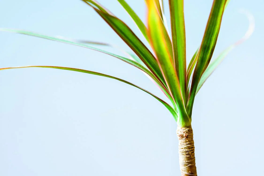 Dracaena, Drakenbloedboom