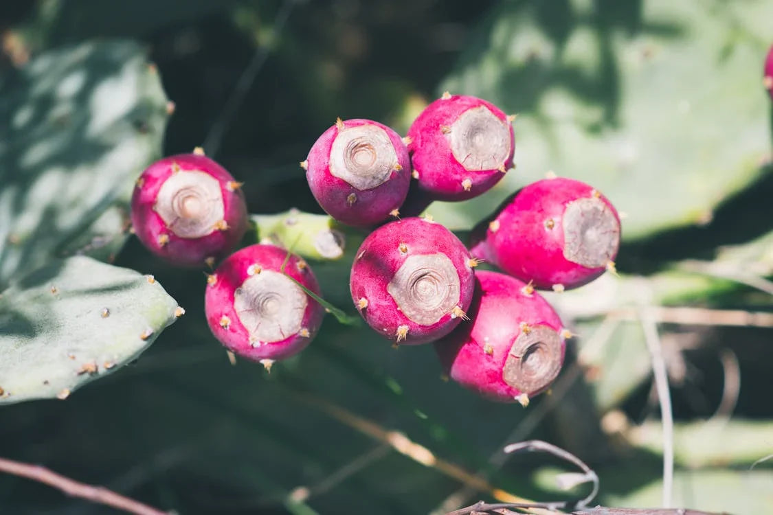 Opuntia – Vijgcactus