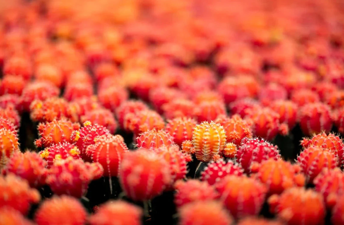 Hatiora – Paascactus