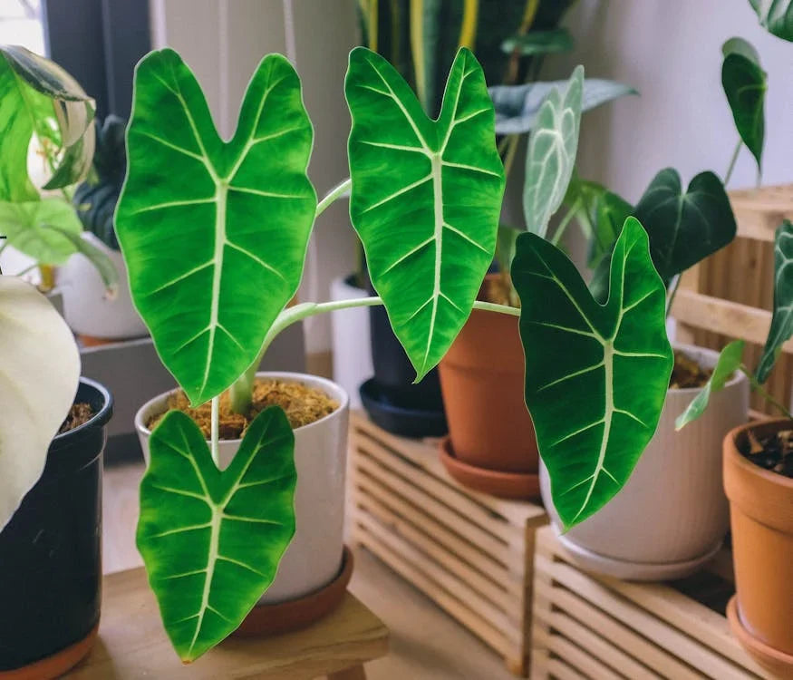 Alocasia (Olifantsoor)
