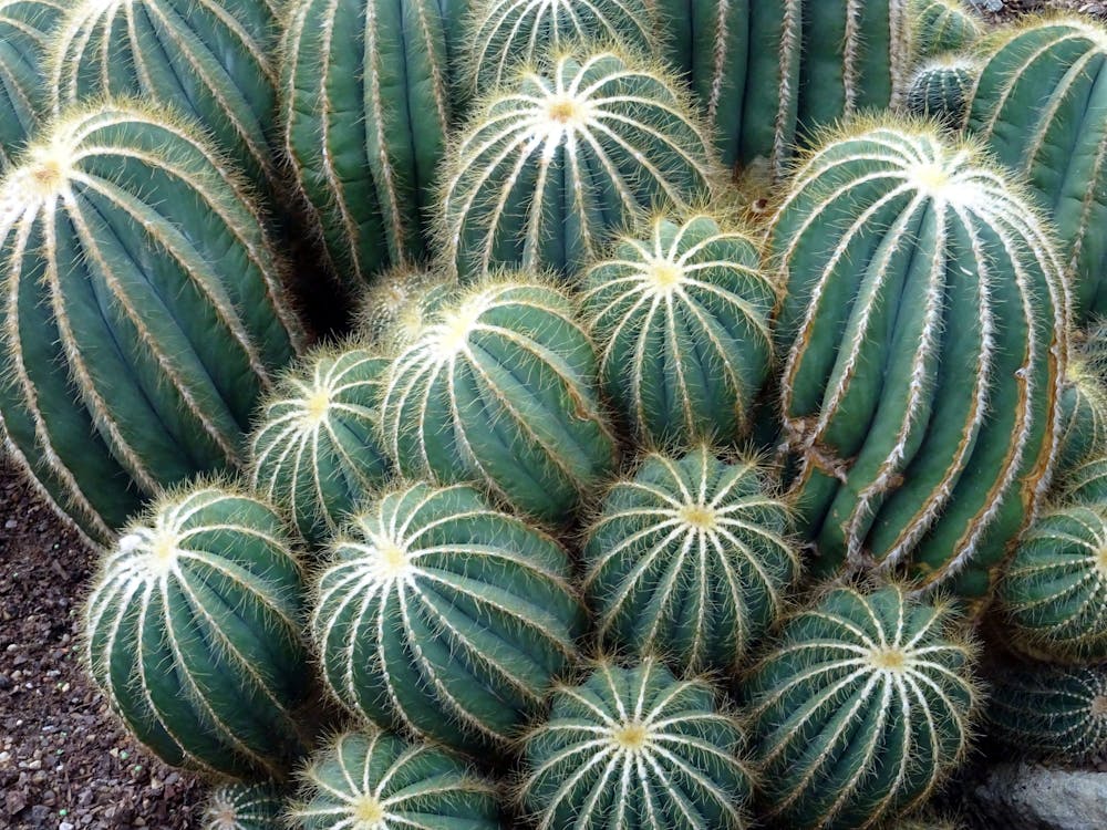 Echinocactus – Stekelige bolcactus of Zitkussen van de schoonmoeder
