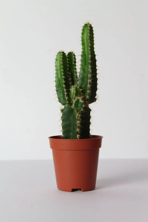 Cereus – Vlamcactus
