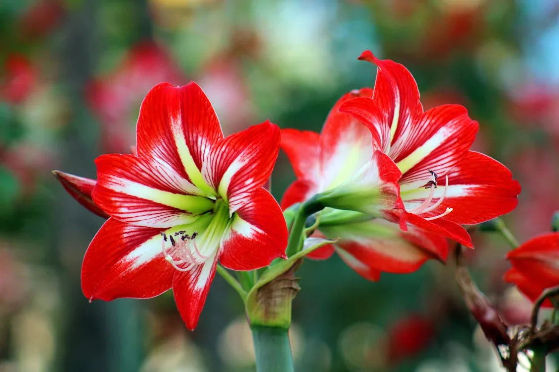 Amaryllis Wax