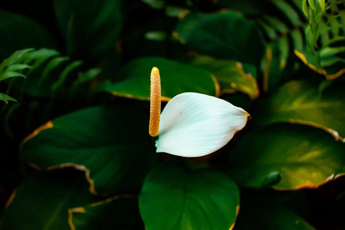 Spathiphyllum (Lepelplant)