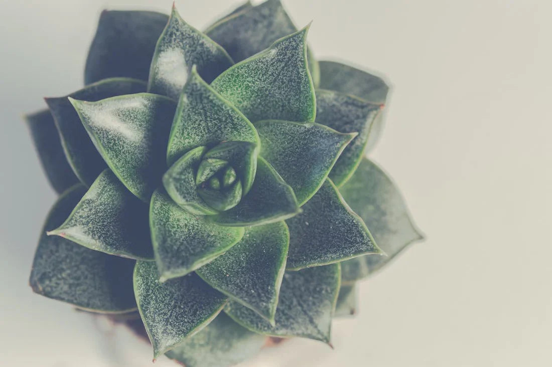 Echeveria pulvinata – Fluweelplant
