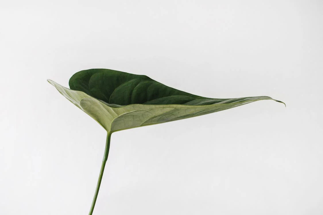 XL Planten