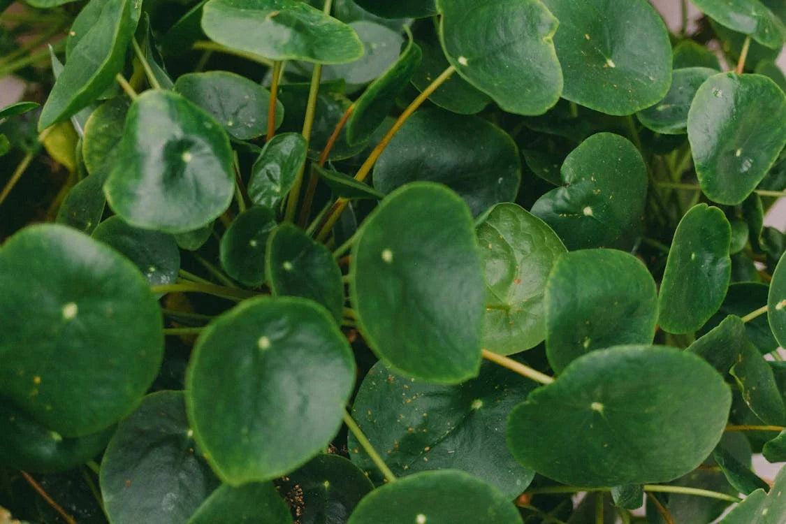 Pilea (Pannenkoekenplant)