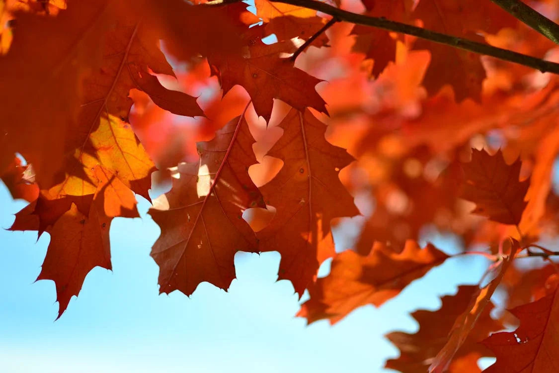 Plantperiode oktober