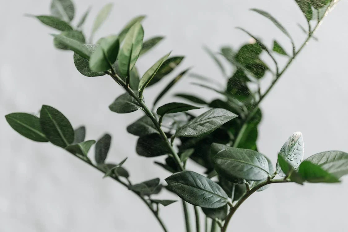 Zamioculcas, ZZ-plant