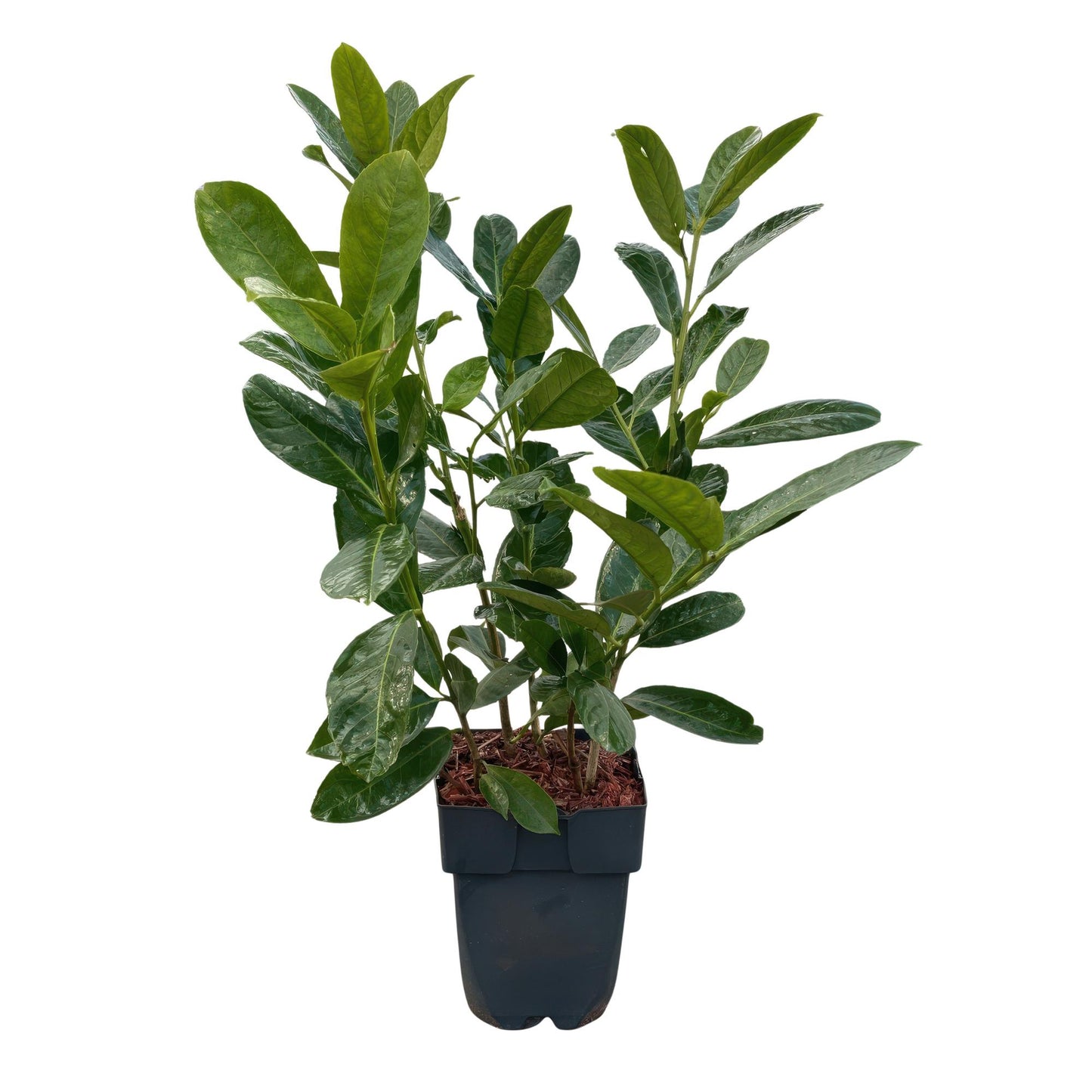 Green boutiQ - Heckenpflanzen - Prunus laurocerasus Rotundifolia - grünes Blatt - 6 Pflanzen - 1 Laufmeter - immergrün - Topf 17cm Höhe 50cm