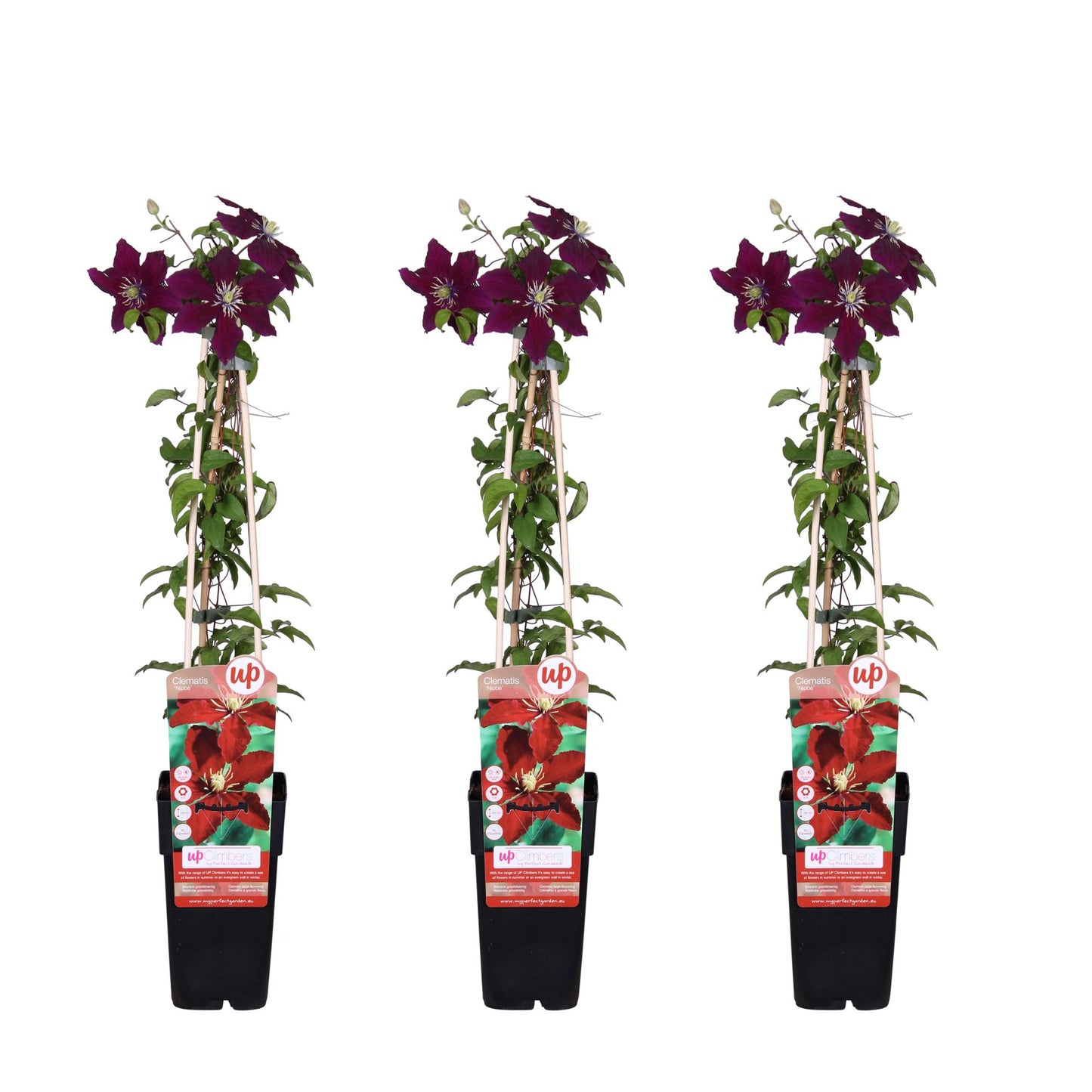 3x - Clematis Niobe - ↨65cm - Ø15