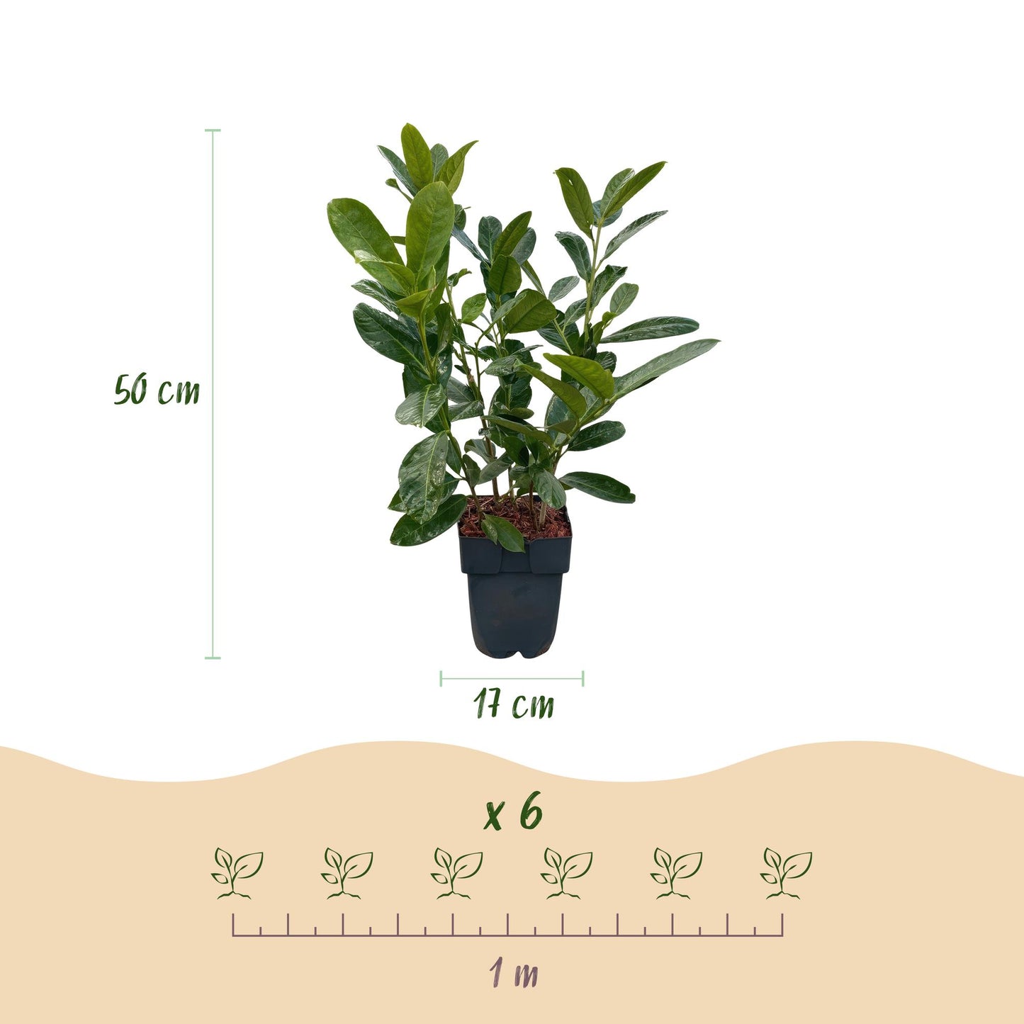 Green boutiQ - Heckenpflanzen - Prunus laurocerasus Rotundifolia - grünes Blatt - 6 Pflanzen - 1 Laufmeter - immergrün - Topf 17cm Höhe 50cm