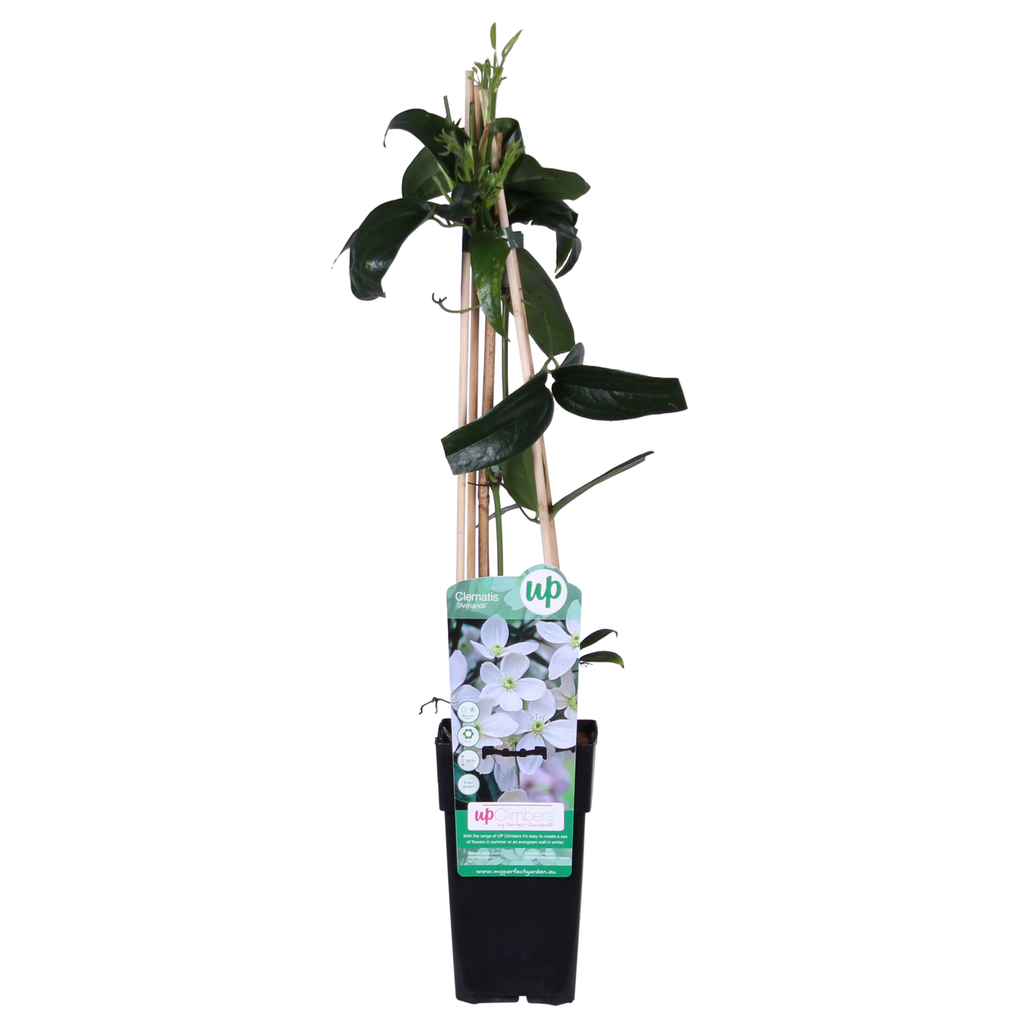 Clematis armandii - Immergrüne Clematis Weiß - Ø15cm - ↕65cm