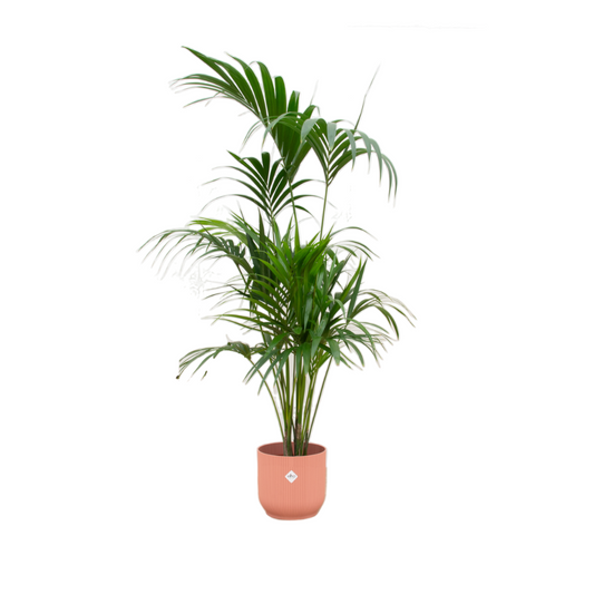 Kombi-Angebot – Kentia-Palme inklusive elho Vibes Fold Round rosa Ø30 – 180 cm