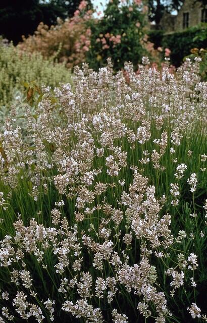 6x Lavandula int. 'Edelweiß' - ↕10-25cm - Ø9cm