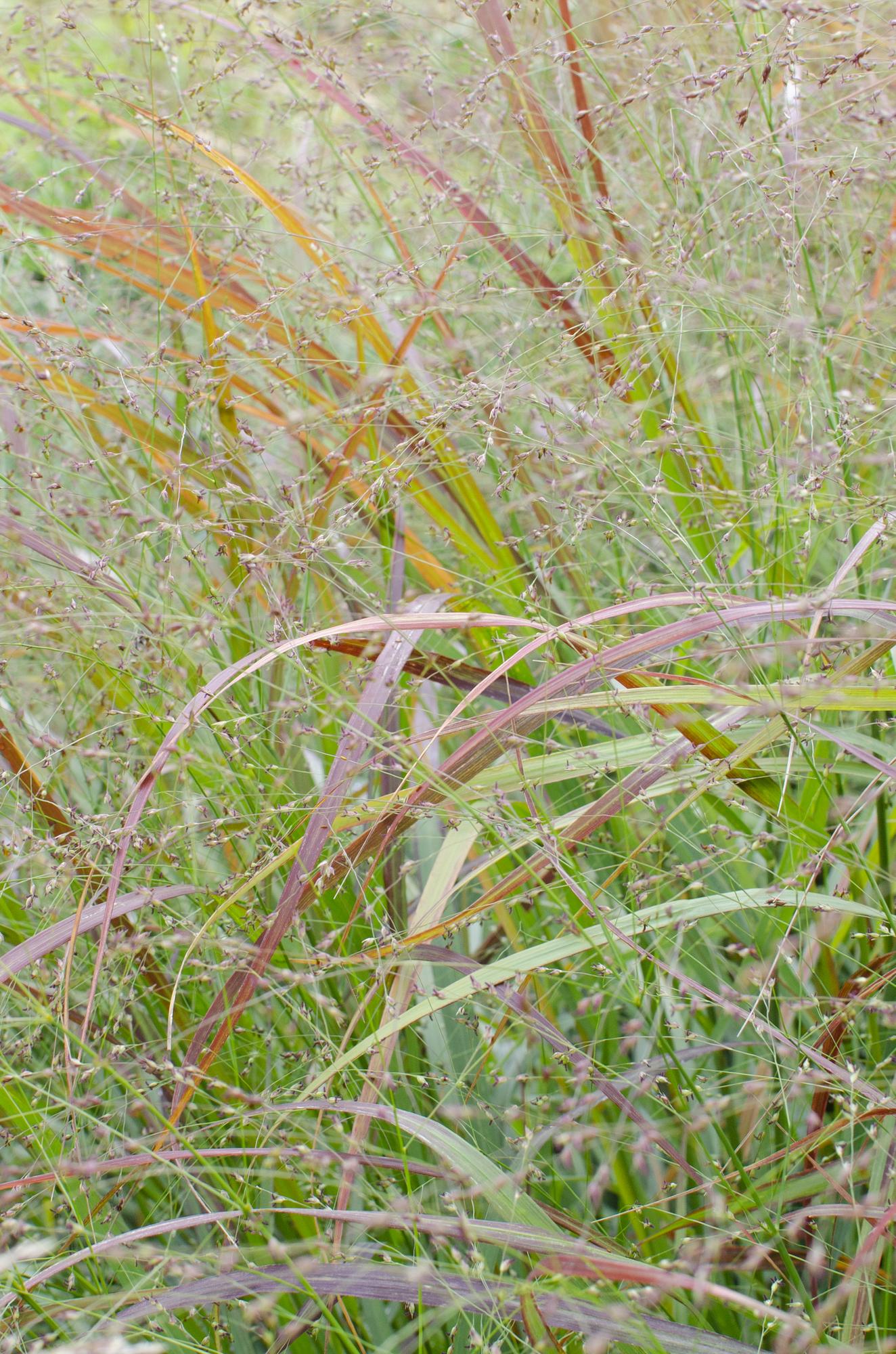 Panicum virgatum Cheyenne Sky - Ø23cm - ↕60cm - Ø19 - ↨50cm