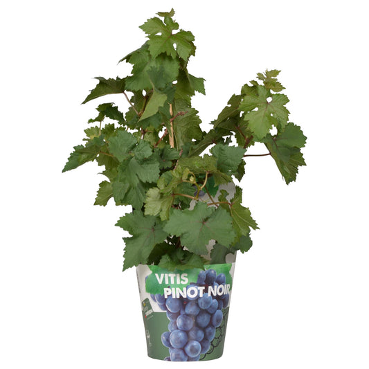 Vitis Pixie Pinot Noir - Blaue Weintraube - Ø21cm - ↕70cm - Ø14 - ↨30cm