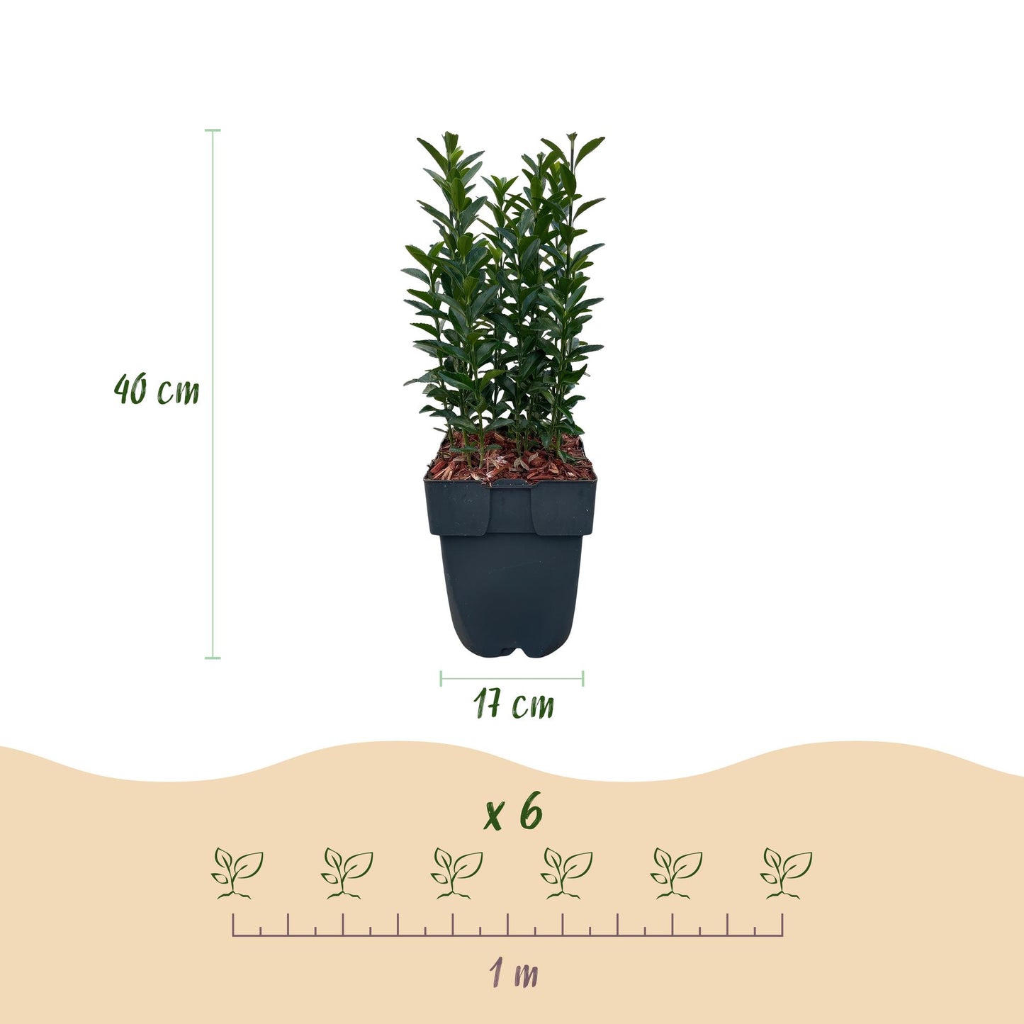 Green boutiQ - Heckenpflanzen - Euonymus japonica Green Spire - blattgrün - 6 Pflanzen - 1 Laufmeter - immergrün - Topf 17cm Höhe 40cm