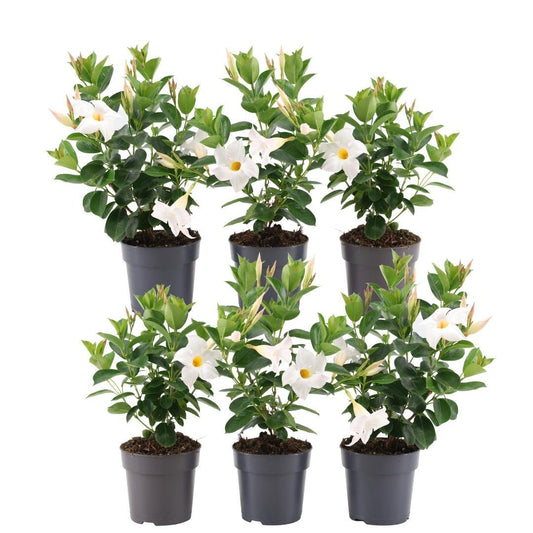 6 x Dipladenia weiß - Mandevilla weiß Ø12 cm - ↕25 cm