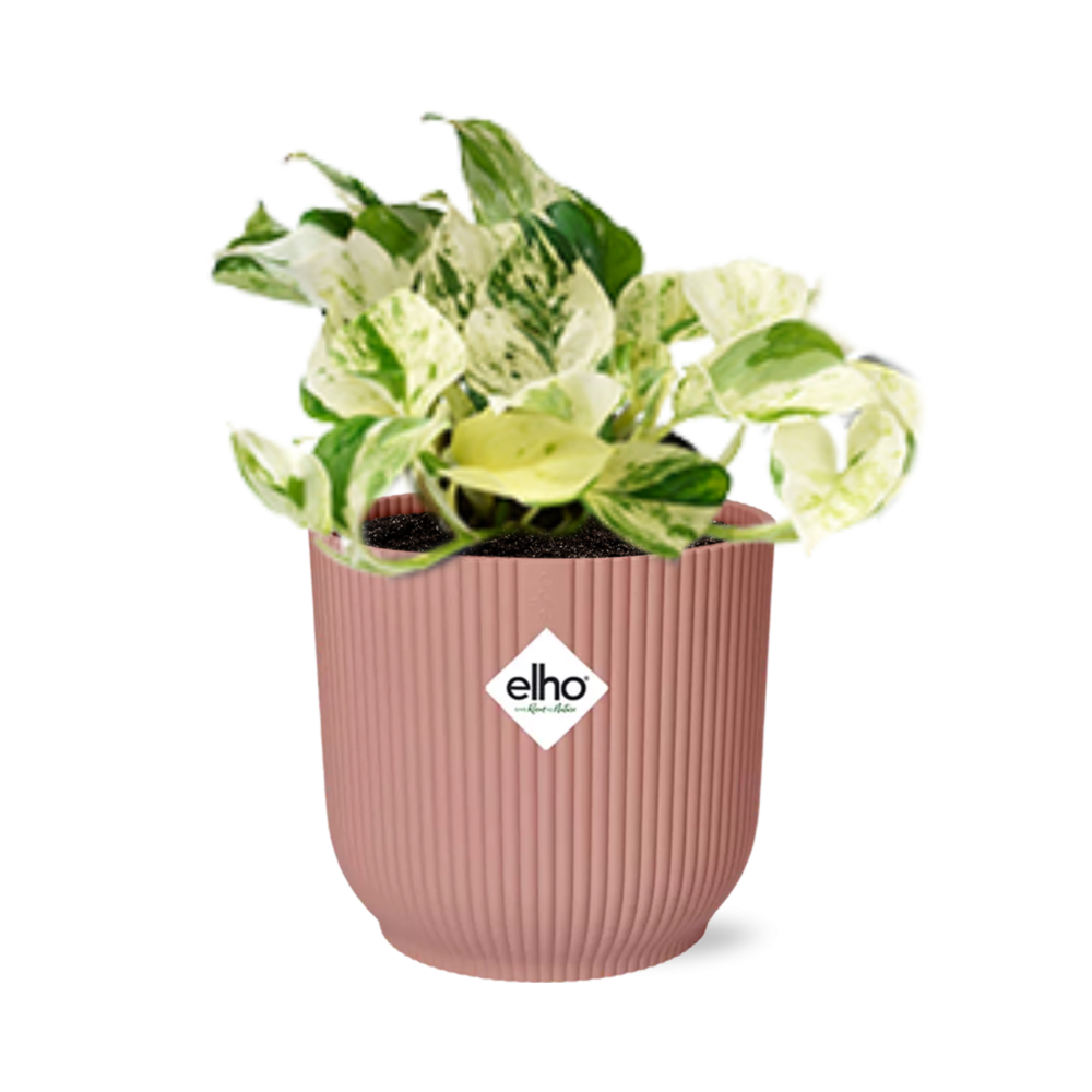 Epipremnum Pinnatum Happy Leaf in ELHO Vibes Fold 14cm rosa
