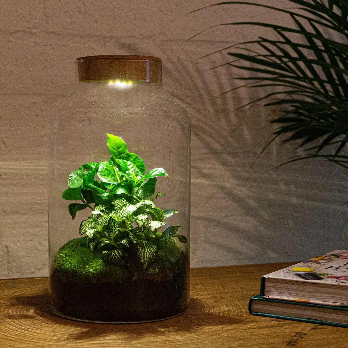 DIY-Terrarium - Milky Coffea mit Lampe - ↕ 31 cm - Harke + Schaufel