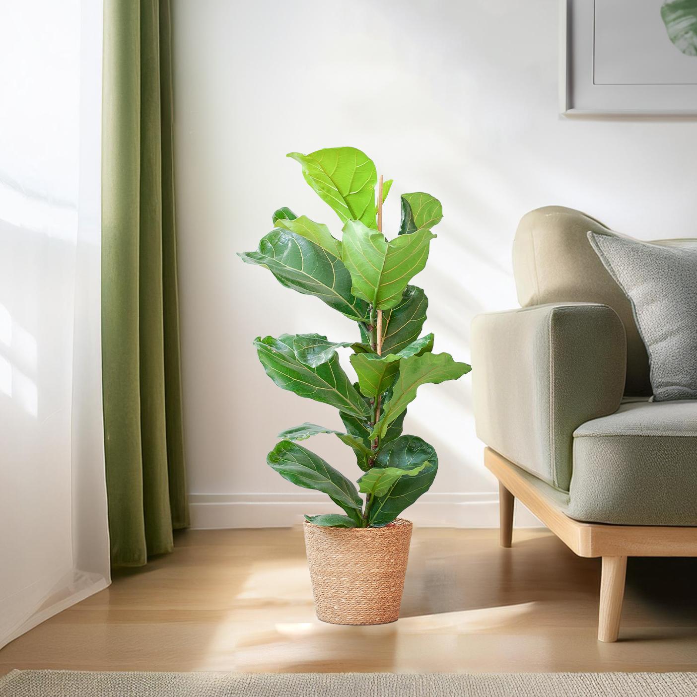 Ficus Lyrata mit Korb Sofia natur - 80cm - Ø21