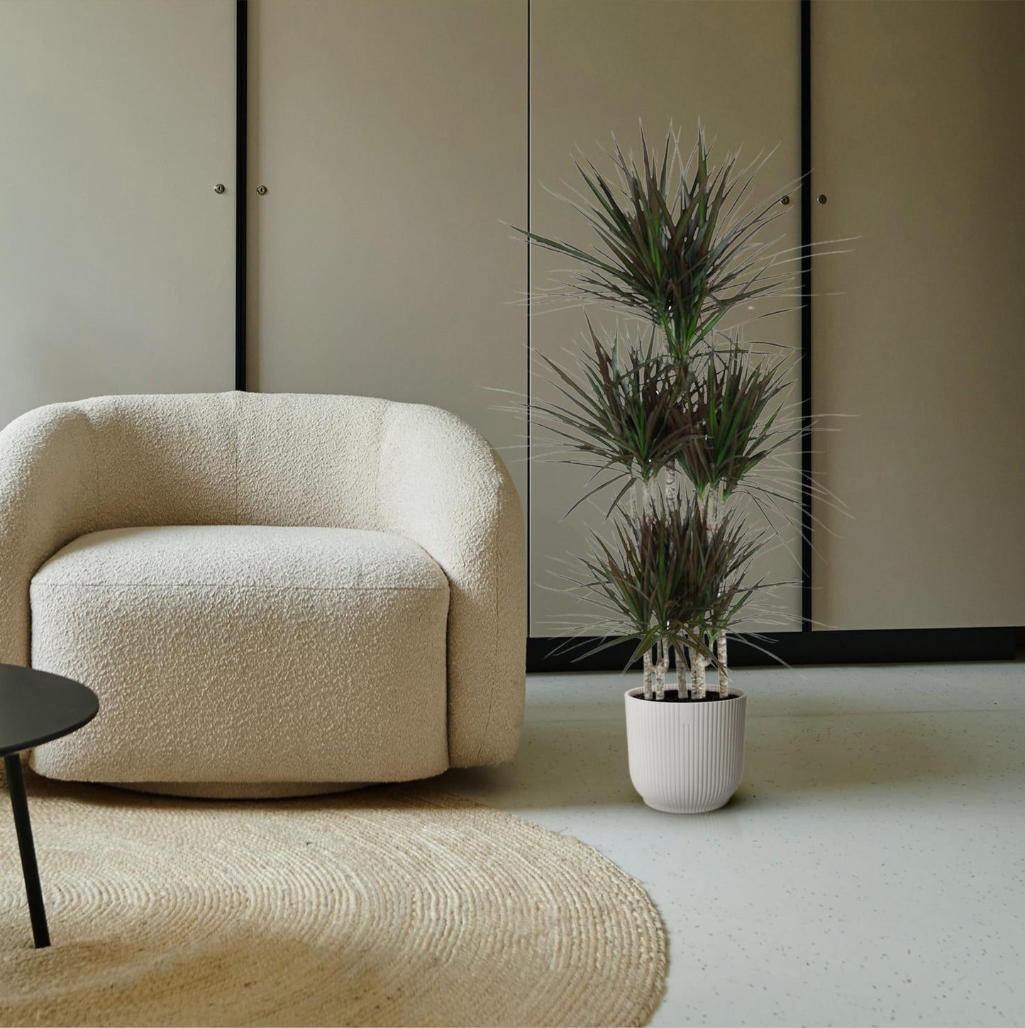 Dracaena Magenta Karussell – 150 cm – ø31