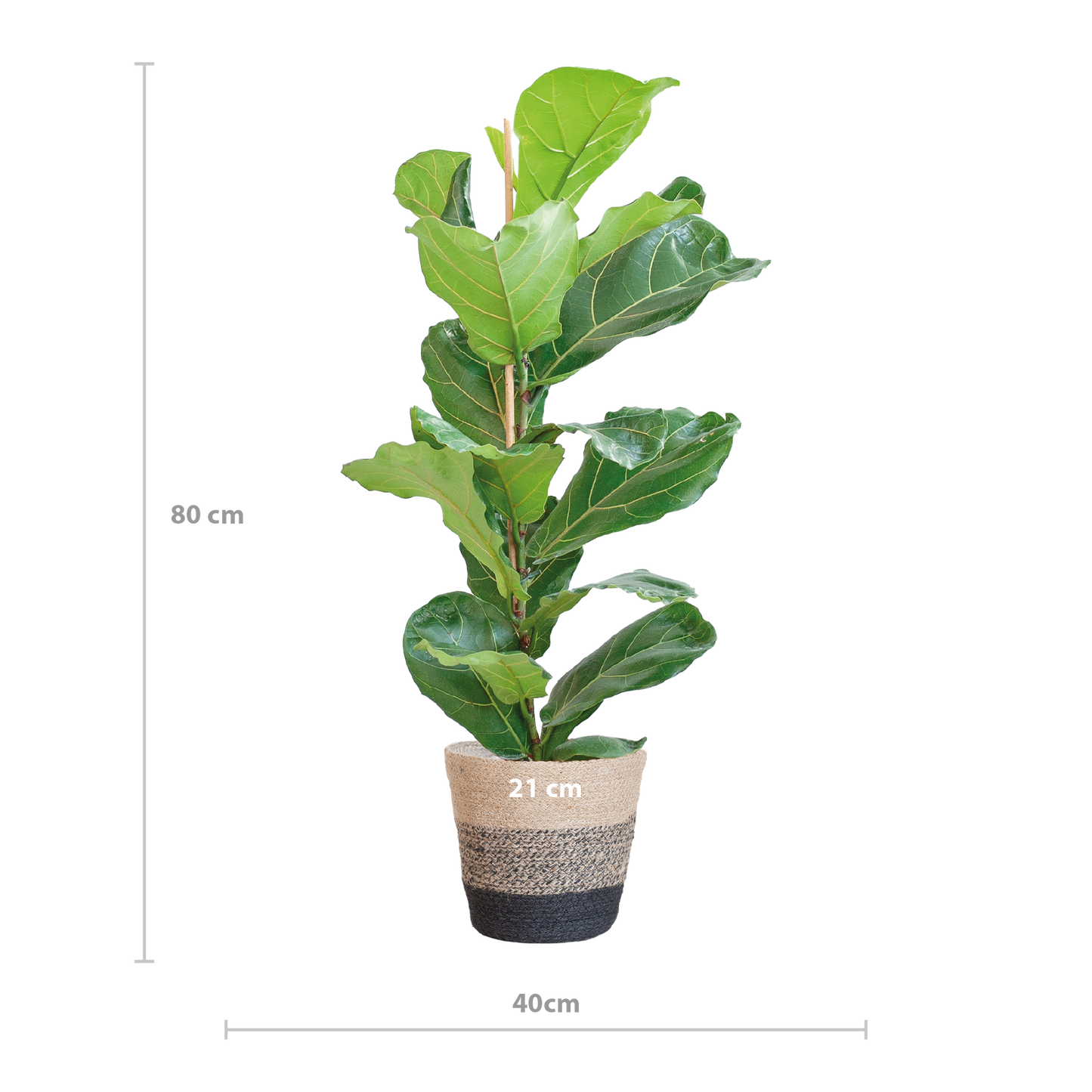 Ficus Lyrata mit Korb Lissabon schwarz - 80cm - Ø21