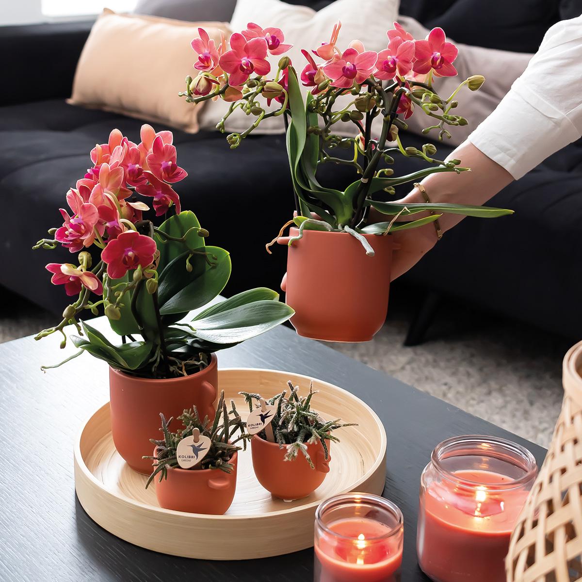 Kolibri-Orchideen | KOMBI-ANGEBOT mit 2 roten Phalaenopsis-Orchideen - Kongo - Topfgröße Ø9cm, blühende Zimmerpflanze - frisch vom Züchter