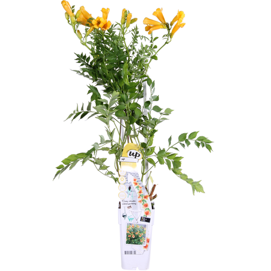 Campsis Summer Jazz 'Gold Trumpet' - Ø15cm - ↕65cm