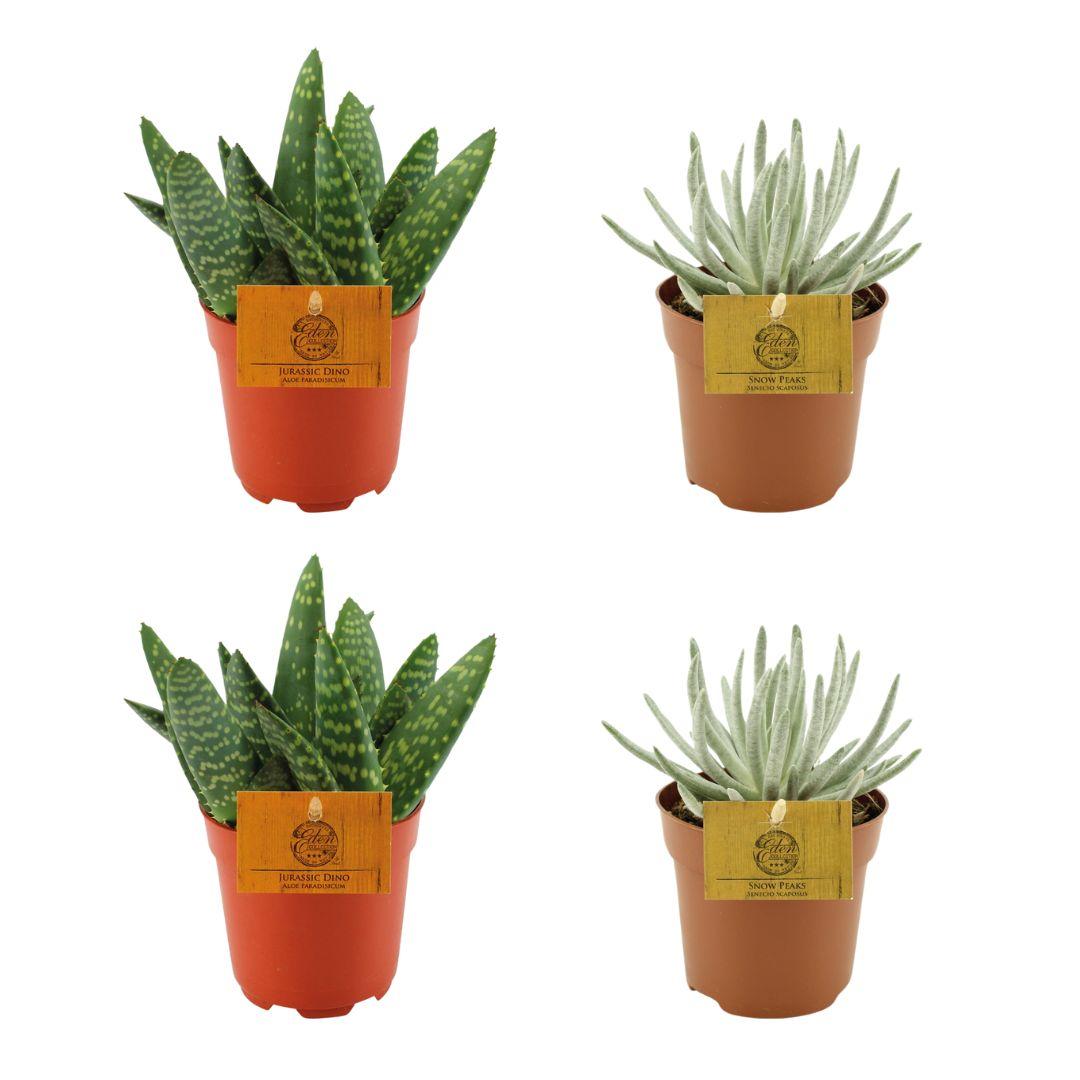2x Aloe Paradisicum + 2x Senecio Scaposus - 4 Stück - Ø10,5cm - ↕10cm