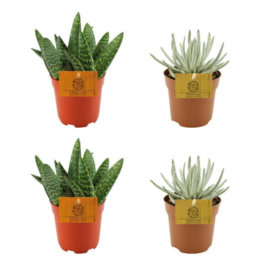 2x Aloe Paradisicum + 2x Senecio Scaposus - 4 Stück - Ø10,5cm - ↕10cm
