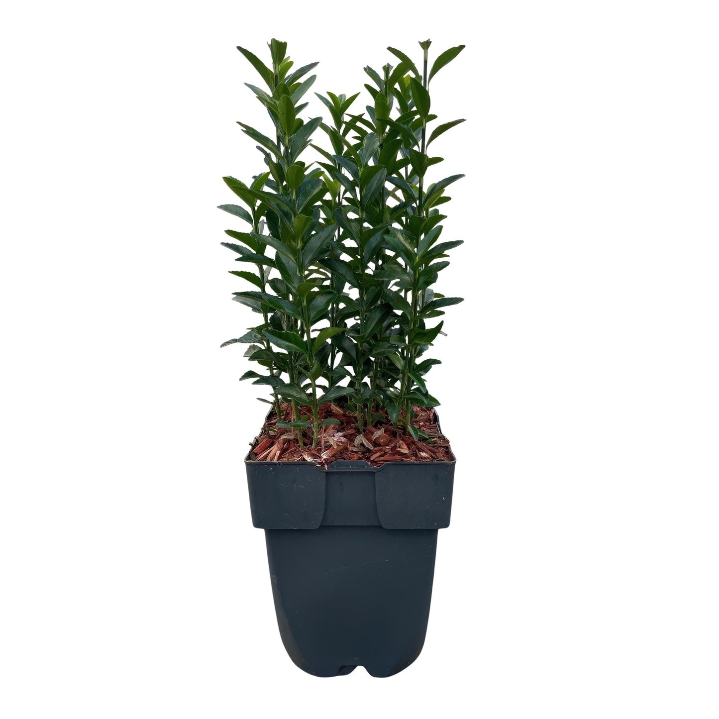 Green boutiQ - Heckenpflanzen - Euonymus japonica Green Spire - blattgrün - 6 Pflanzen - 1 Laufmeter - immergrün - Topf 17cm Höhe 40cm