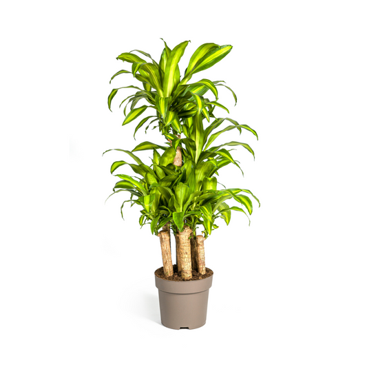 Dracaena Fragrans Massangeana Karussell Ø30cm - ↕130 - 150cm