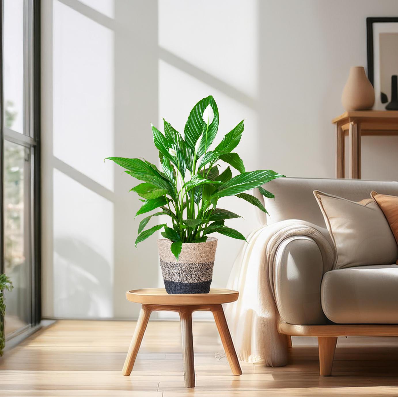 Spathiphyllum mit Korb Lissabon schwarz - 80cm - Ø21