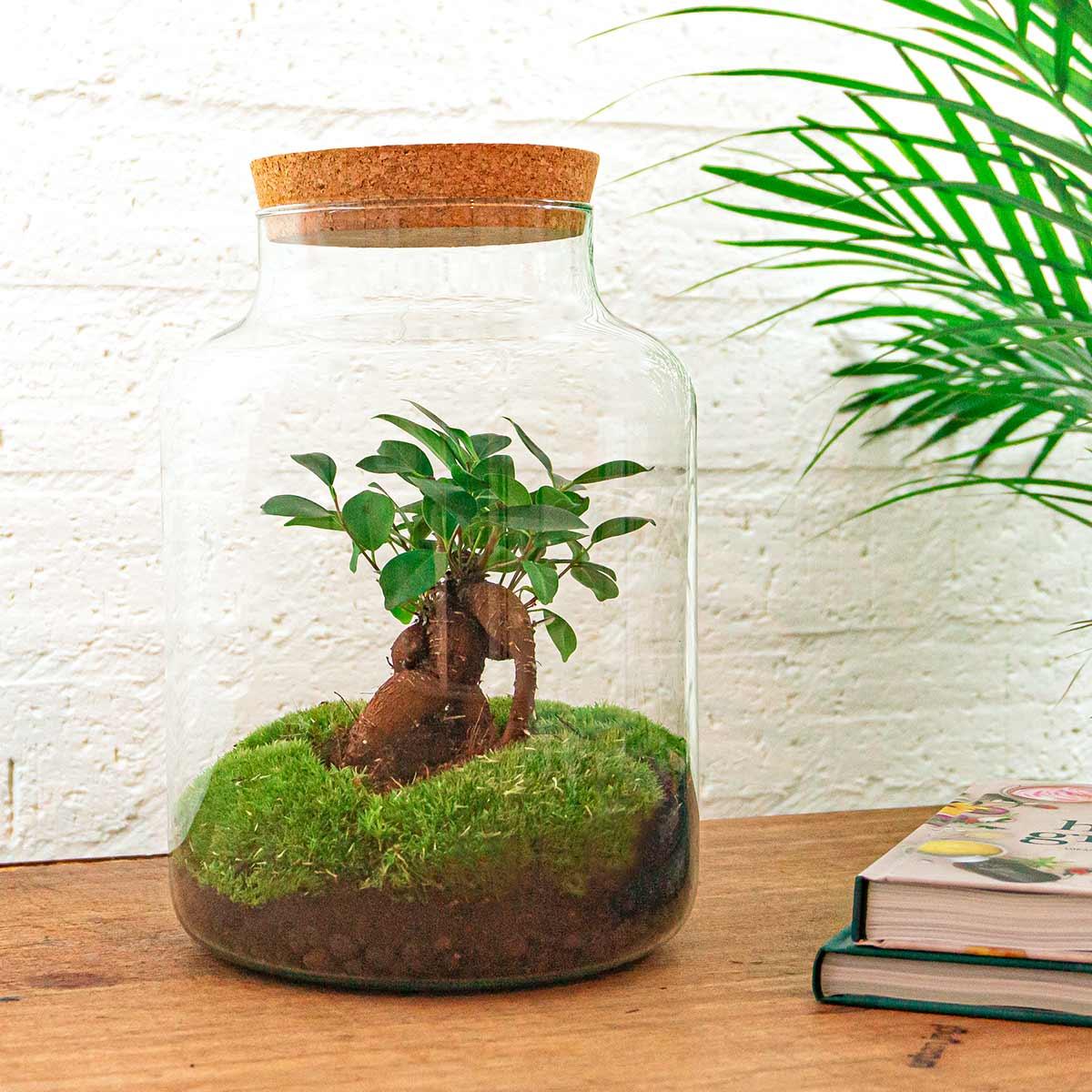 DIY-Terrarium - Milchig mit Bonsai - ↕ 30 cm - Normal
