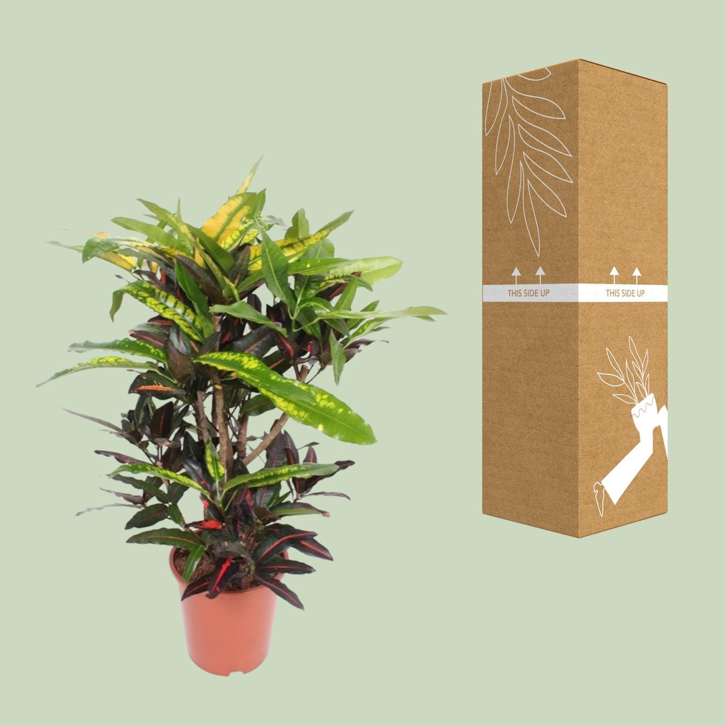 Codiaeum Mango (Croton Mango) – Ø27cm – ↕110cm