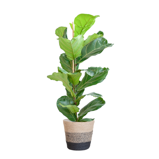 Ficus Lyrata met Mand Lissabon zwart - 80cm - Ø21