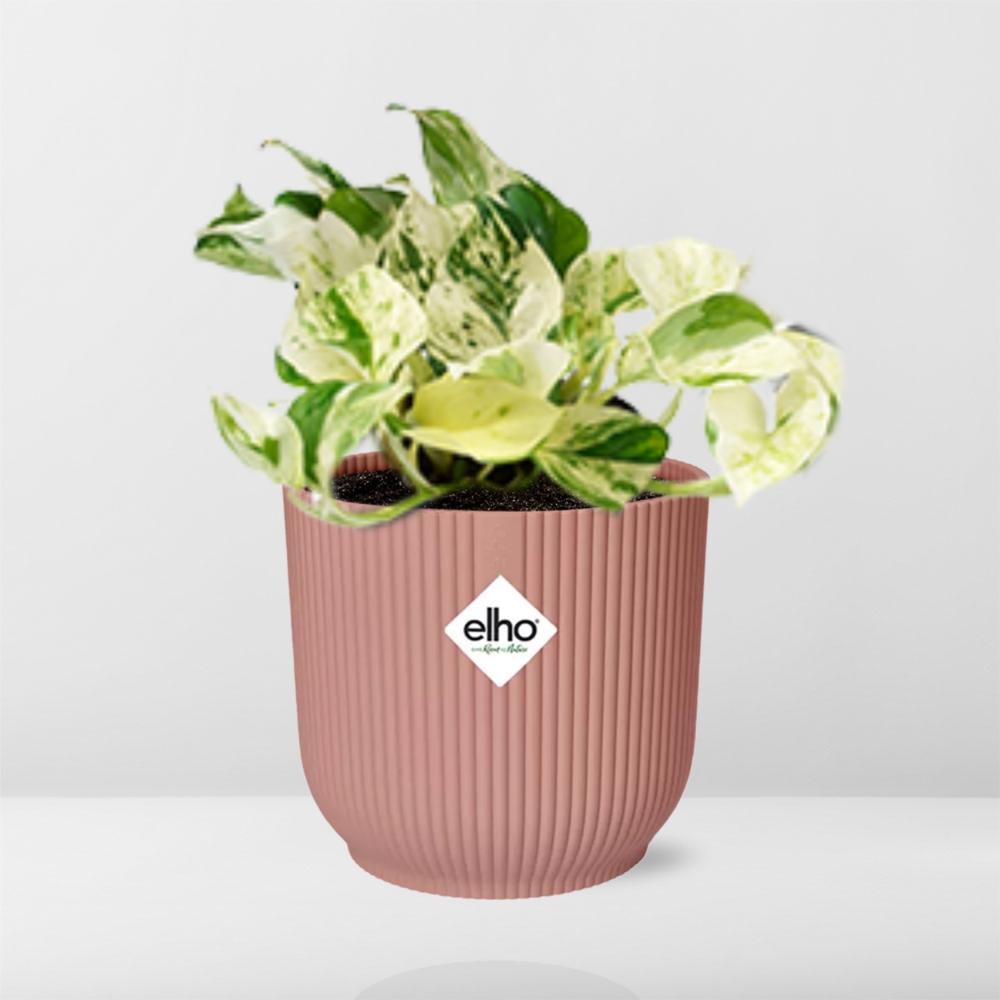 Epipremnum Pinnatum Happy Leaf in ELHO Vibes Fold 14cm rosa